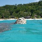 Schildkröte in Malaysia