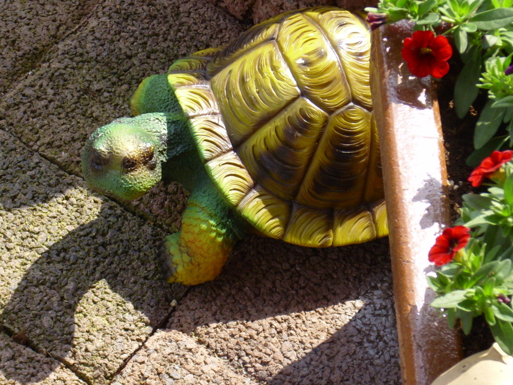 Schildkröte in Omas Garten!