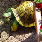 Schildkröte in Omas Garten!