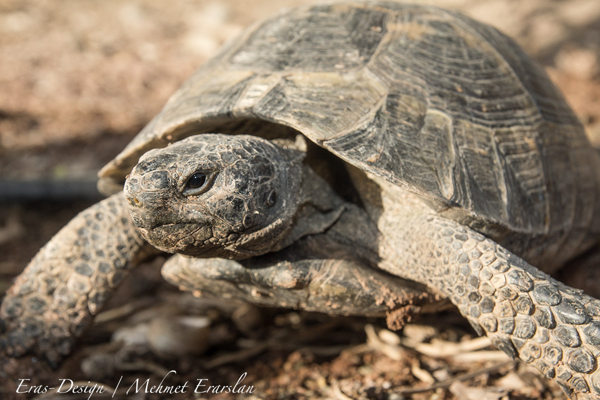 Schildkröte in Wildlife