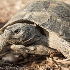 Schildkröte in Wildlife