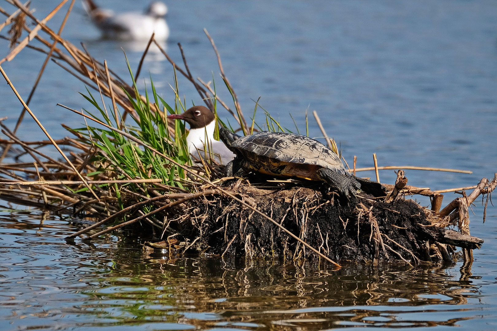 Schildkröte küsst Möwe