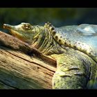 Schildkröte mit 3-Punkt-Augen