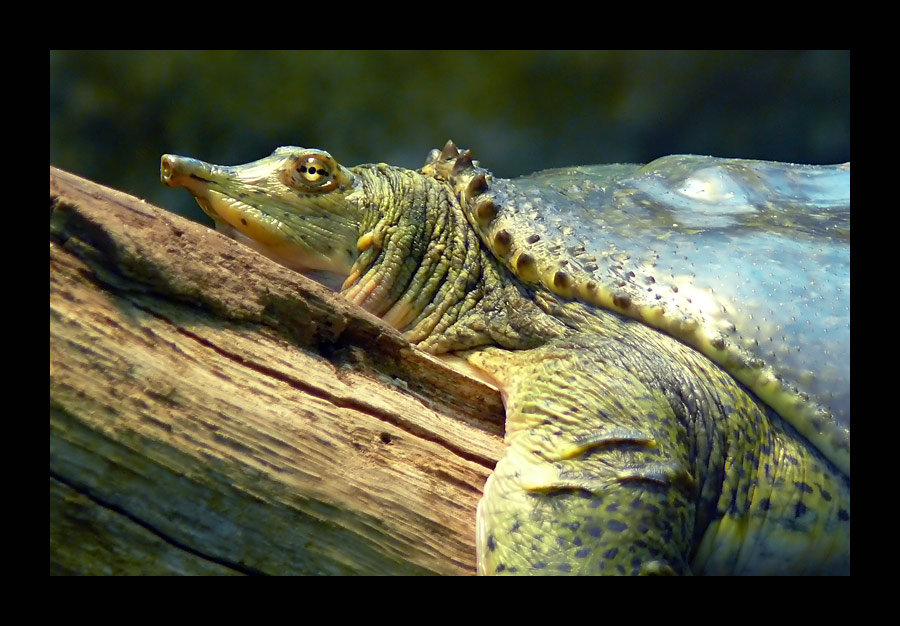 Schildkröte mit 3-Punkt-Augen