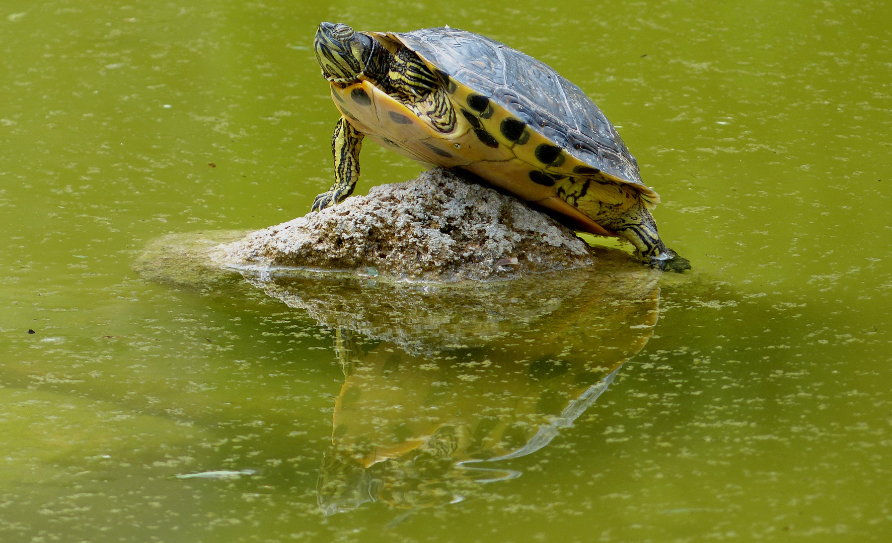 Schildkröte mit eigenen Pool