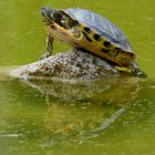 Schildkröte mit eigenen Pool