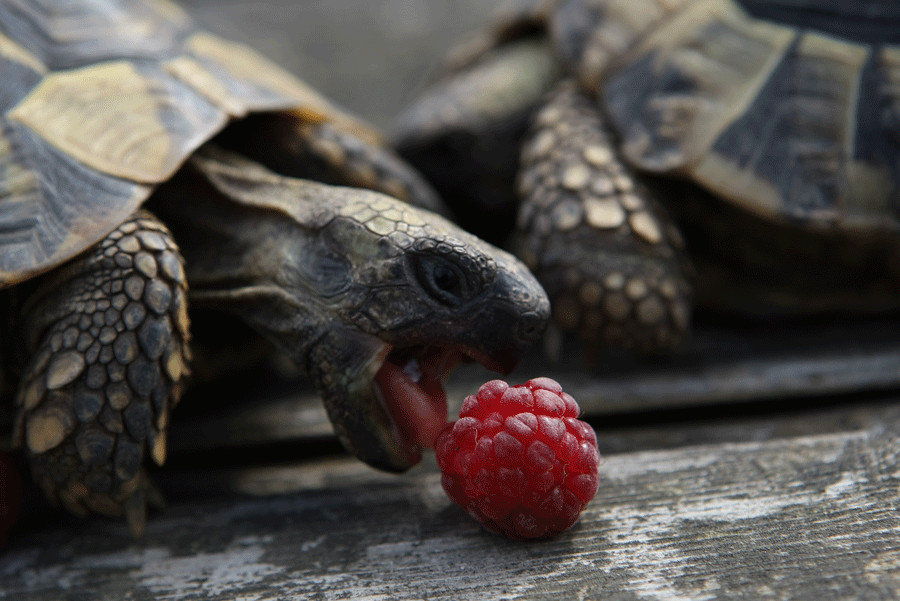 Schildkröte mit Himbeere