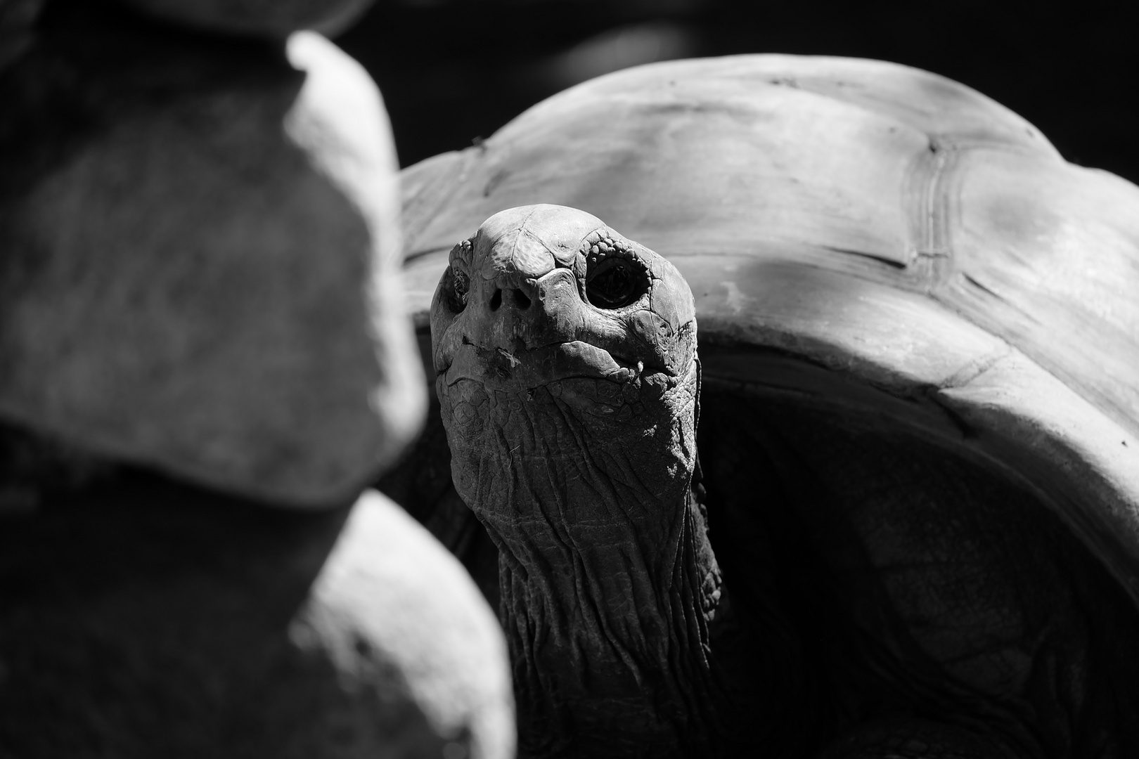 Schildkröte mit Licht und Schatten