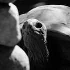 Schildkröte mit Licht und Schatten