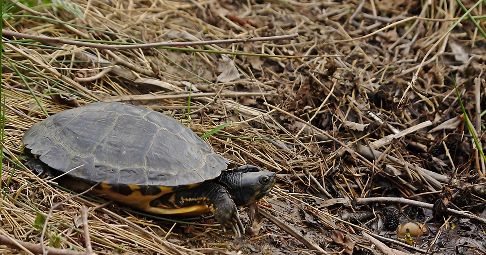 Schildkröte mit Migrationshintergrund