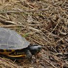 Schildkröte mit Migrationshintergrund