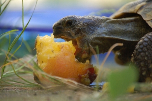 Schildkröte mit Pfirsich 1