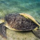 Schildkröte mit Pilotfisch 