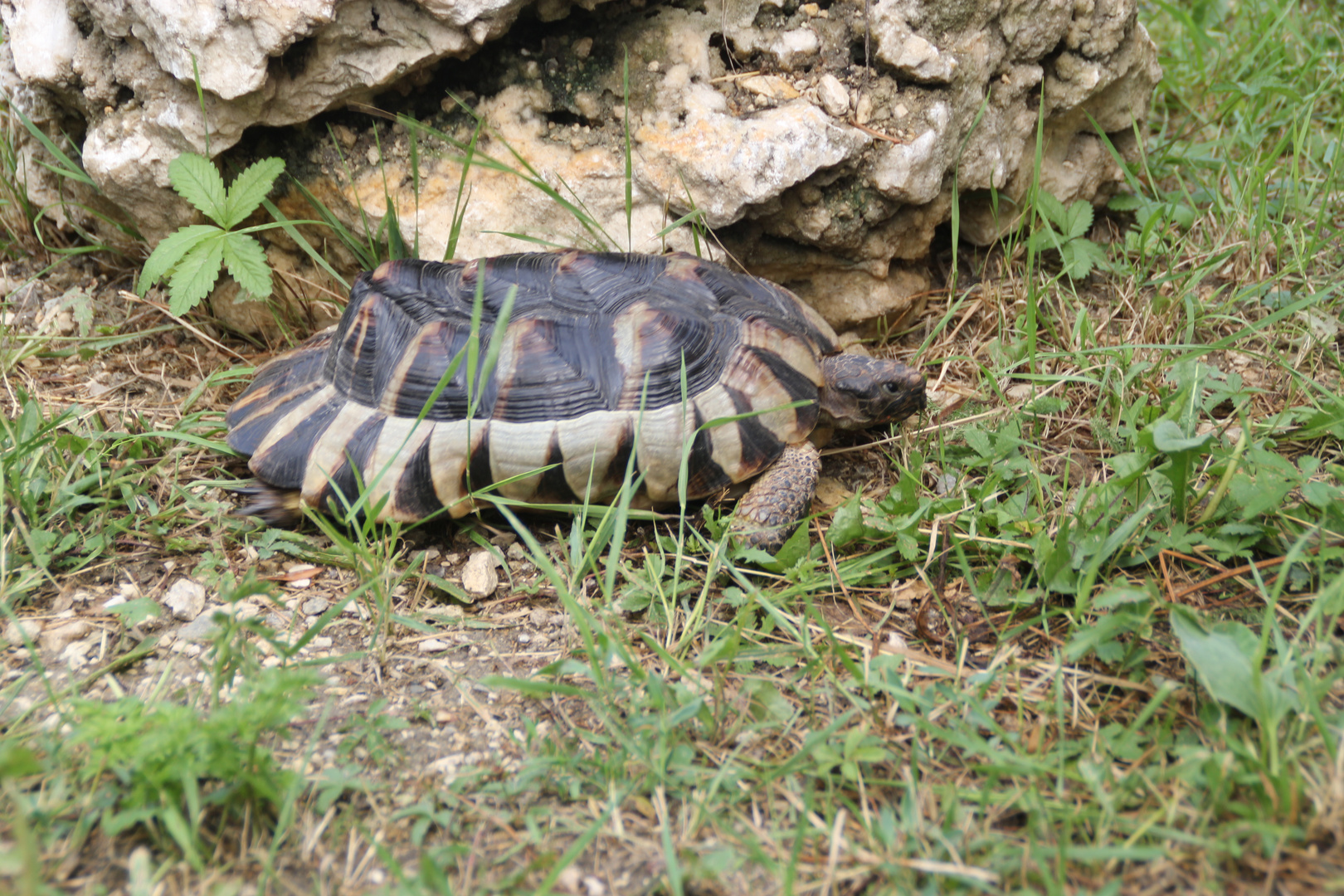 Schildkröte mit Rand