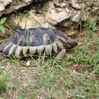 Schildkröte mit Rand