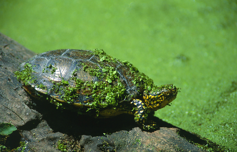 Schildkröte mit Salat