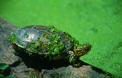 Schildkröte mit Salat