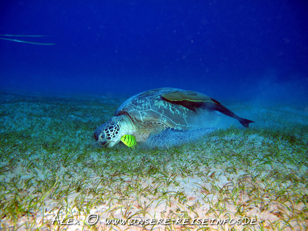 Schildkröte mit Schiffshalter