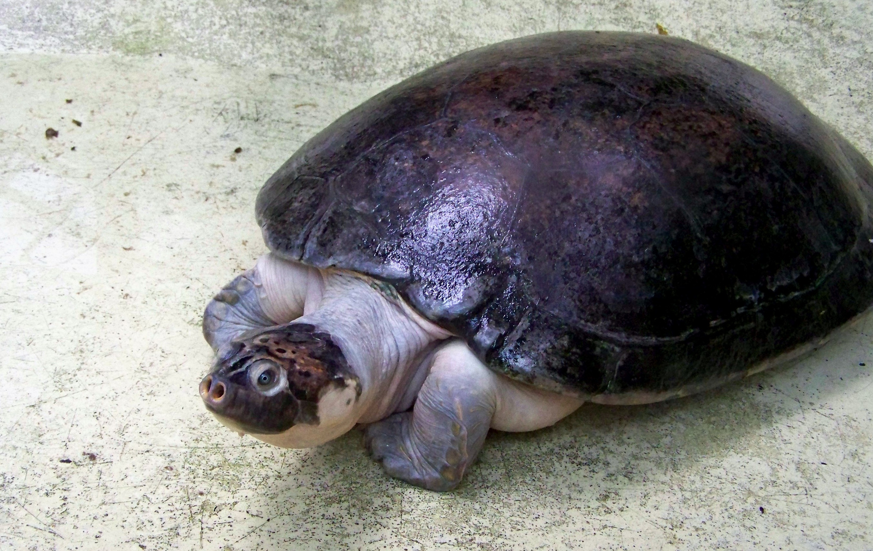 Schildkröte mit Schnorchel