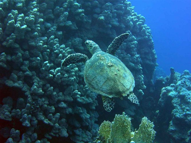 Schildkröte mit Seepocken