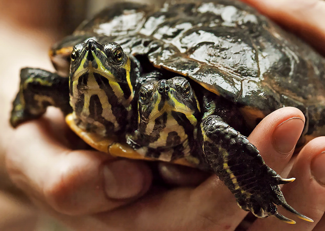 Schildkröte mit zwei Köpfen(Terra-Zoo-Rheinberg)