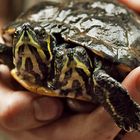 Schildkröte mit zwei Köpfen(Terra-Zoo-Rheinberg)