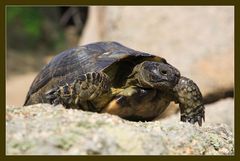 Schildkröte nach Flüsterattacke.....;-)