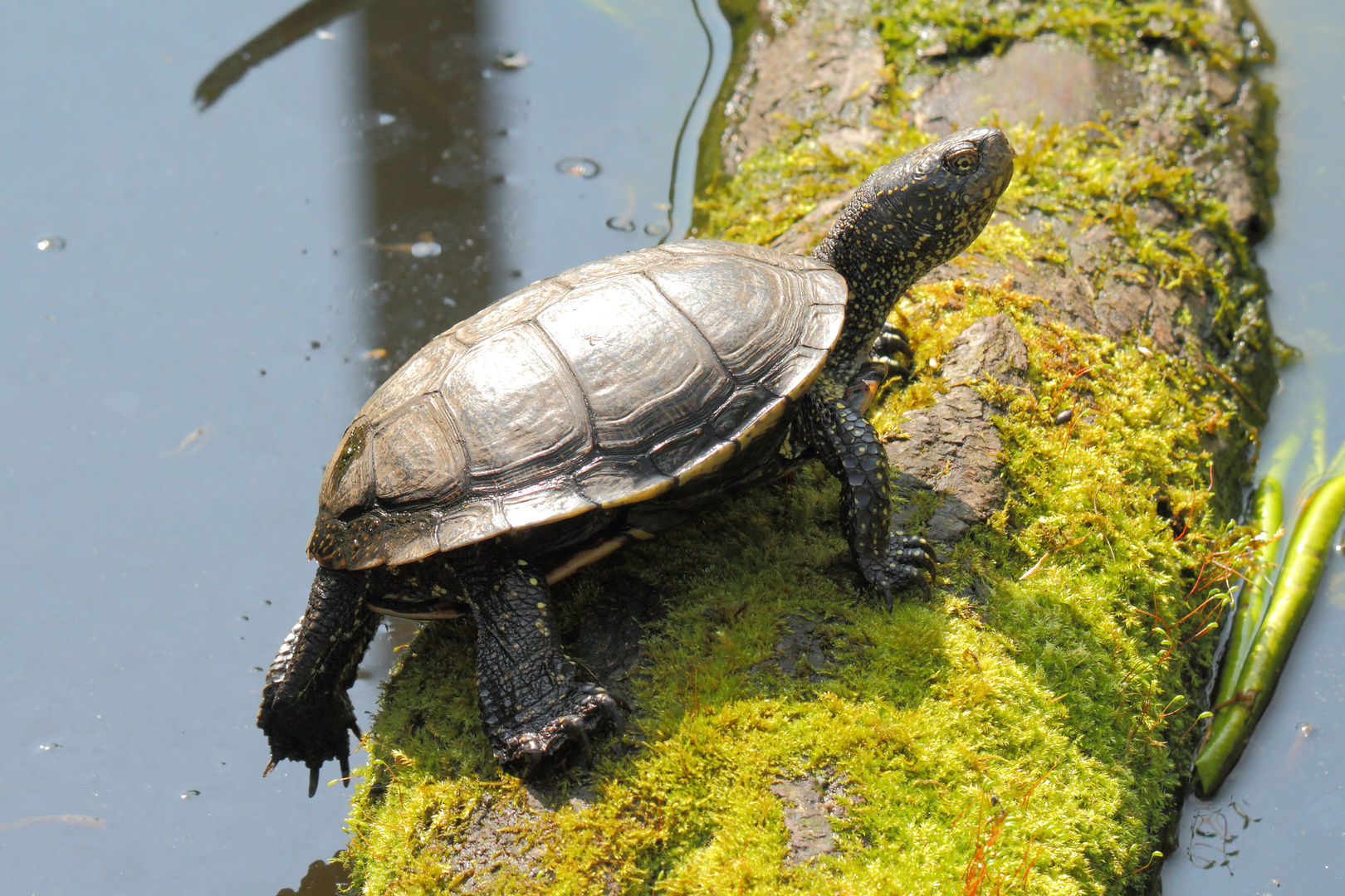 Schildkröte nimmt ein Sonnenbad