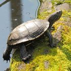 Schildkröte nimmt ein Sonnenbad