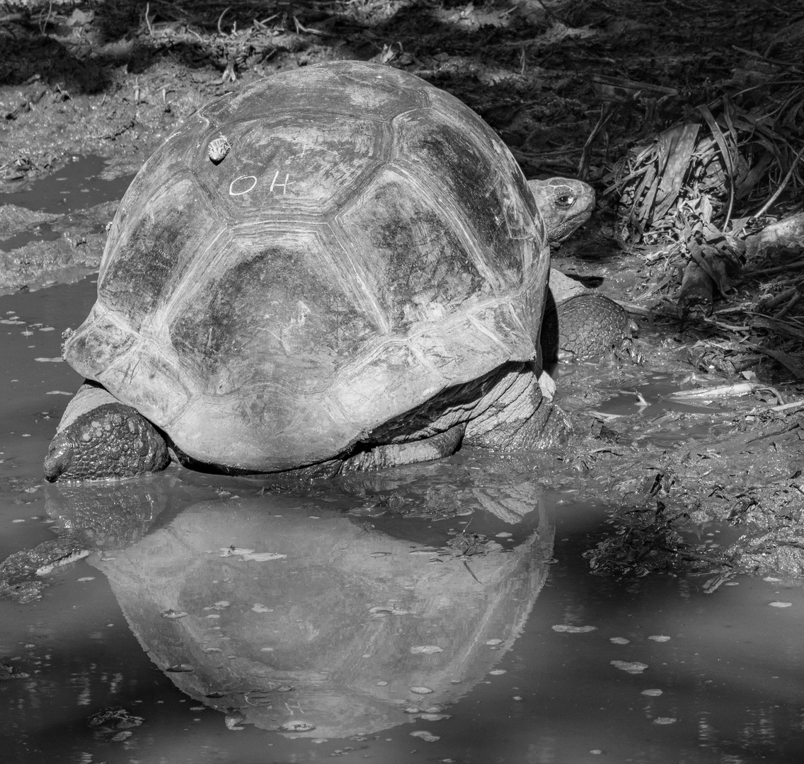 Schildkröte OH mit Schnecke an Bord