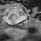 Schildkröte OH mit Schnecke an Bord