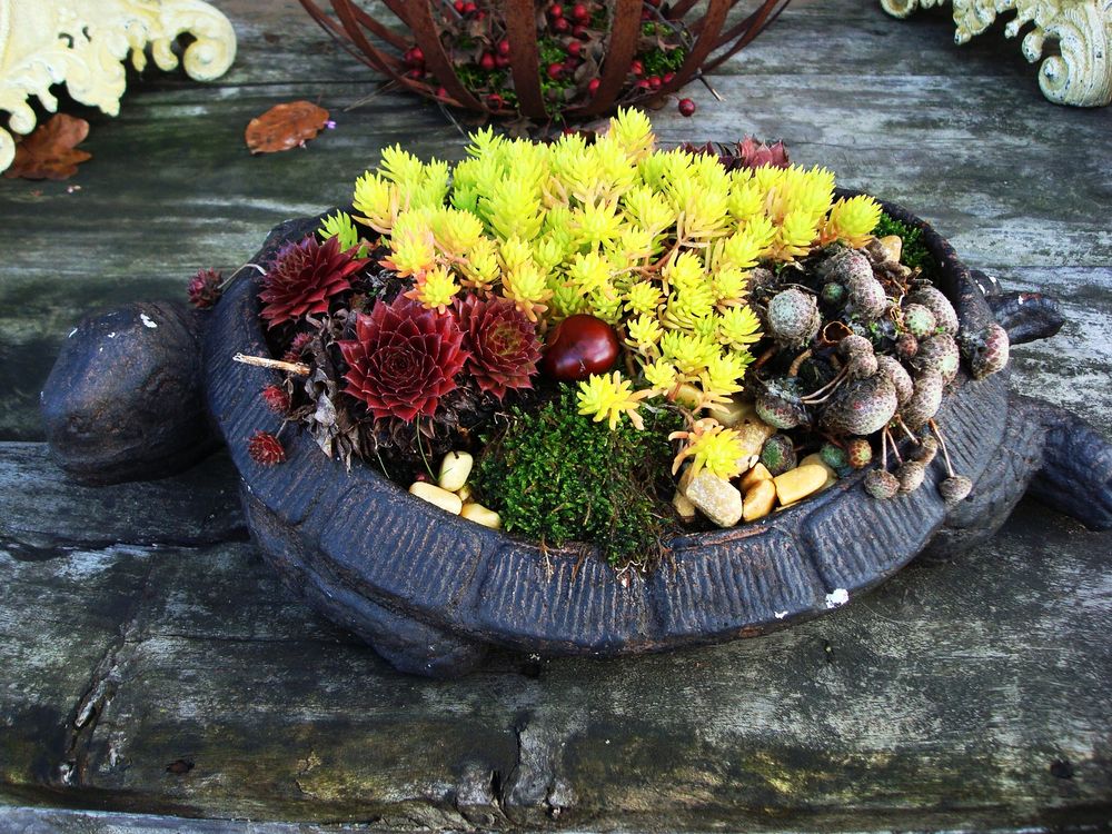 Schildkröte ohne Panzer Foto & Bild sonstiges, naturkunst, gestalten mit blumen Bilder auf Schildkröte ohne Panzer Foto & Bild sonstiges, naturkunst, gestalten mit blumen Bilder auf