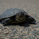 Schildkröte - Sardinien 2015