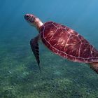 Schildkröte schwimmend