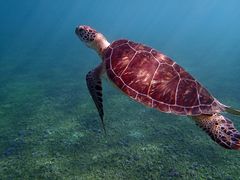 Schildkröte schwimmend