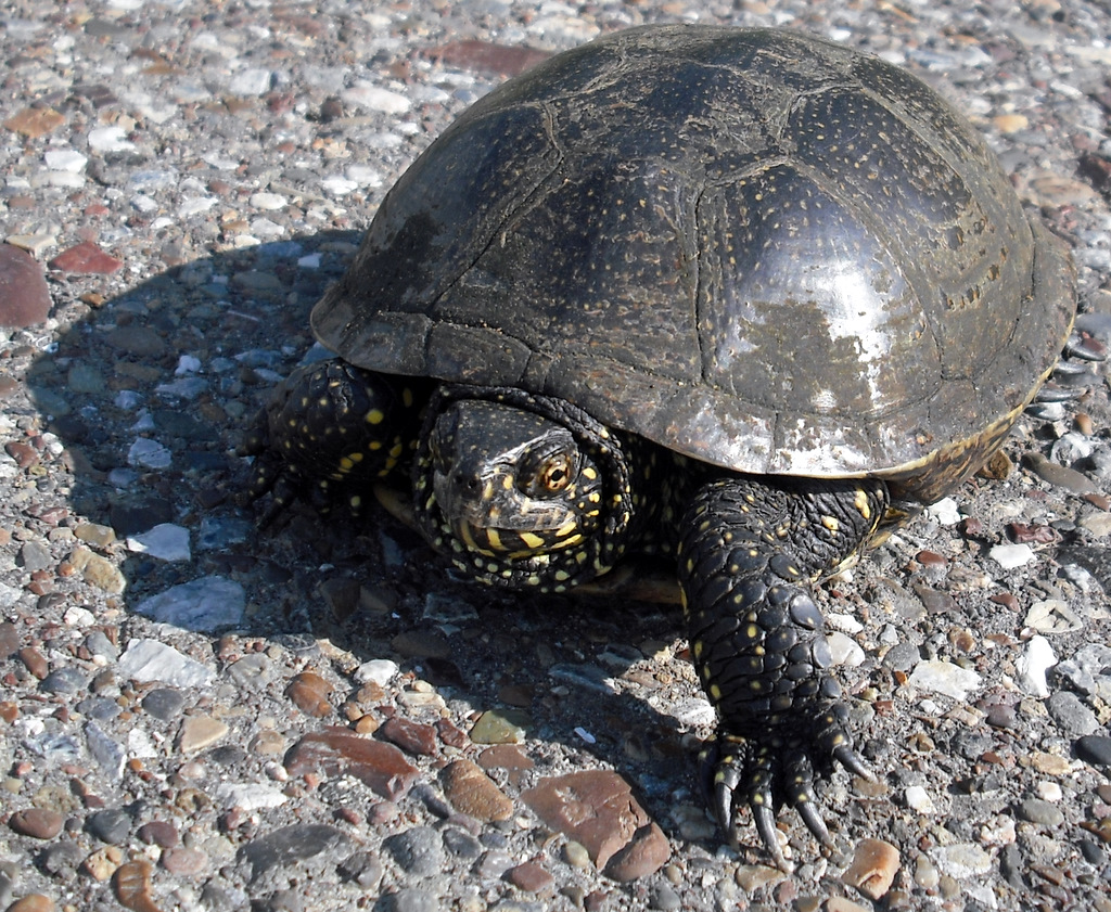 Schildkröte Slawonien Kroatien