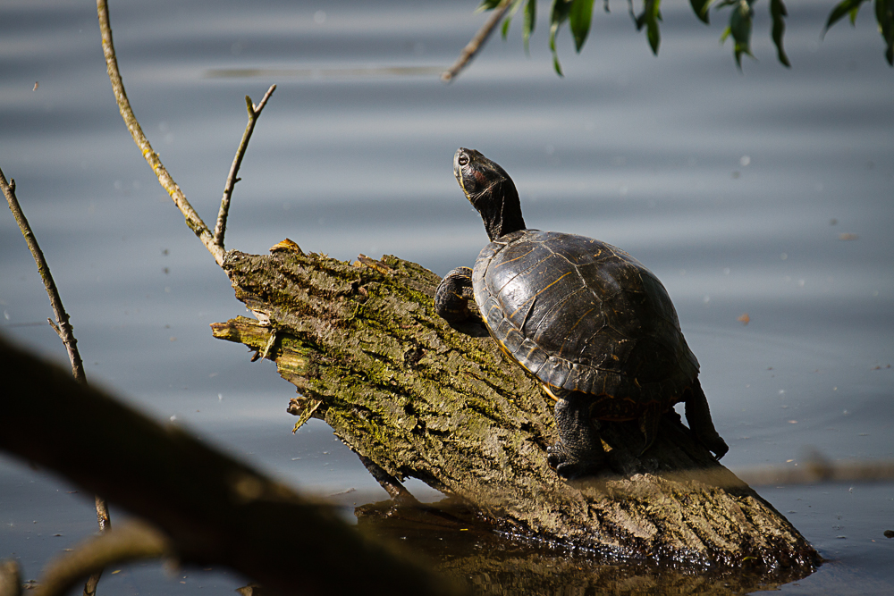 Schildkröte sonnt sich am Reinheimer Teich