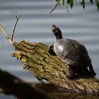 Schildkröte sonnt sich am Reinheimer Teich