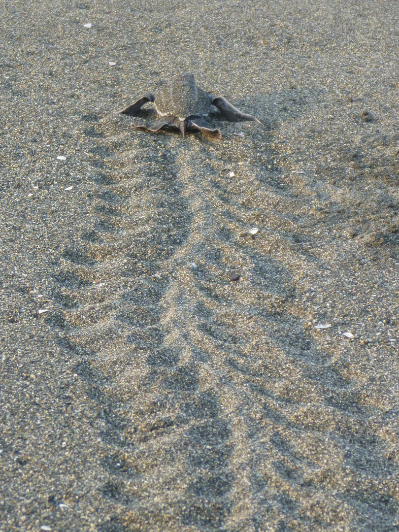 Schildkröte - Spuren im Sand