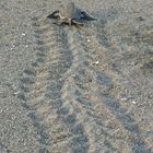 Schildkröte - Spuren im Sand