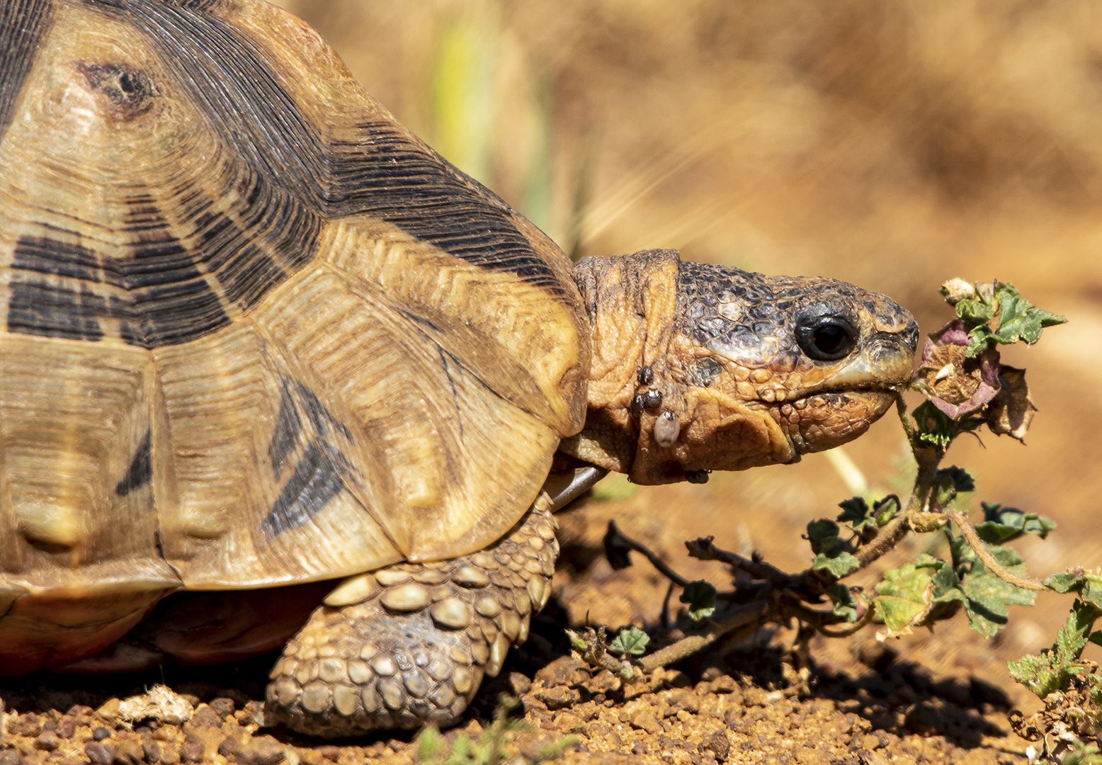 Schildkröte Südafrika 2017