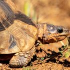Schildkröte Südafrika 2017