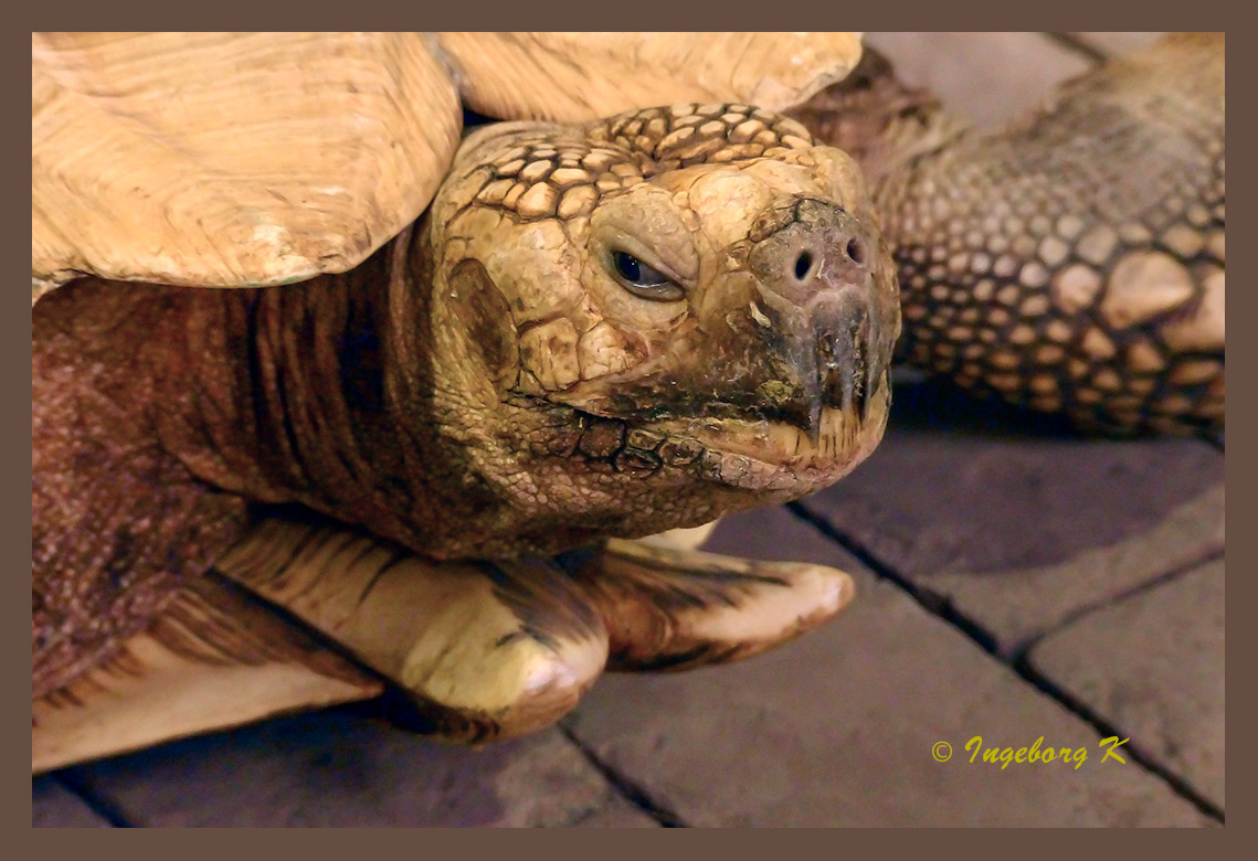 Schildkröte - Terrazoo Rheinberg