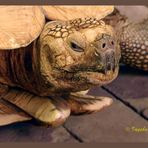 Schildkröte - Terrazoo Rheinberg