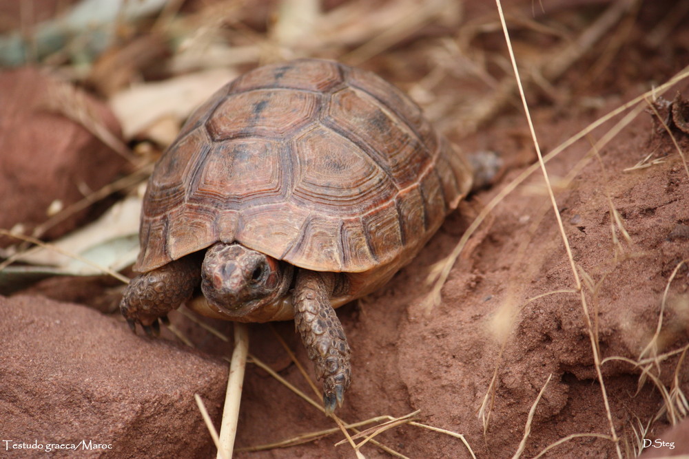 Schildkröte ( Testudo graeca)