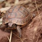 Schildkröte ( Testudo graeca)