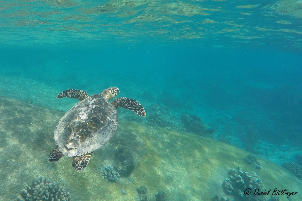 Schildkröte Thailand