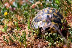 Schildkröte-Tortue in freier Natur