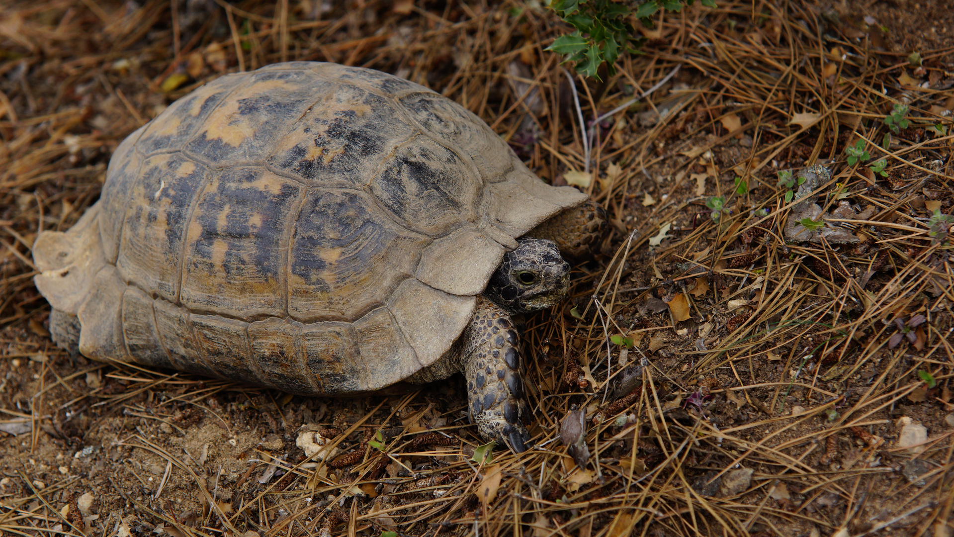 schildkröte (TR)