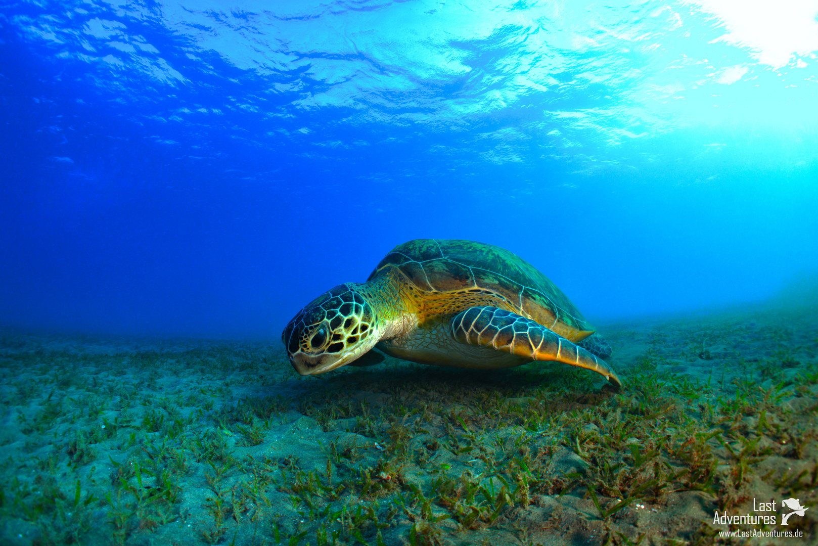 Schildkröte Turtle